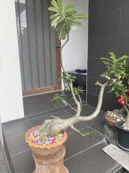 ชวนชม (Desert Rose)
