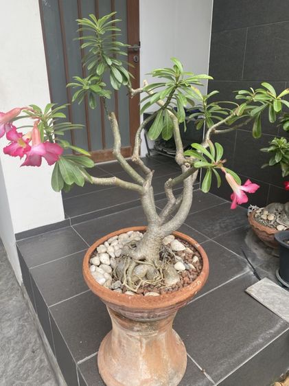 ชวนชม (Desert Rose)
