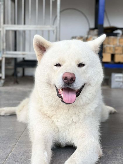 อาคิตะ (Akita Inu) Akita