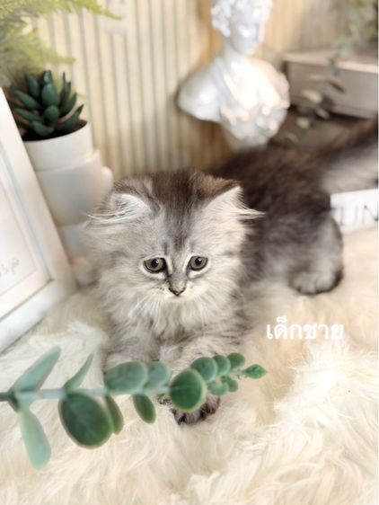 เปอร์เซีย (Persian) ลูกแมวเปอร์เซีย 