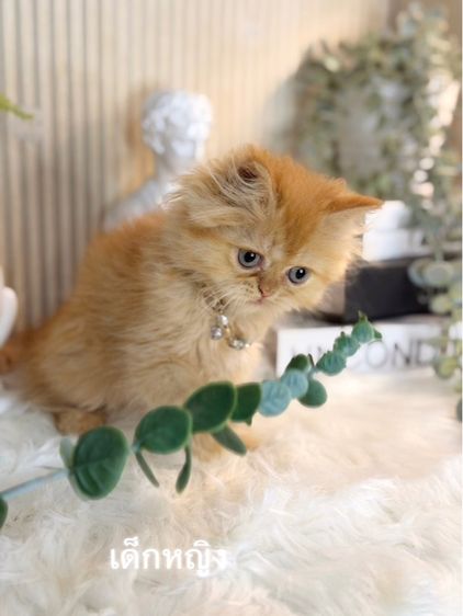เปอร์เซีย (Persian) ลูกแมวเปอร์เซีย