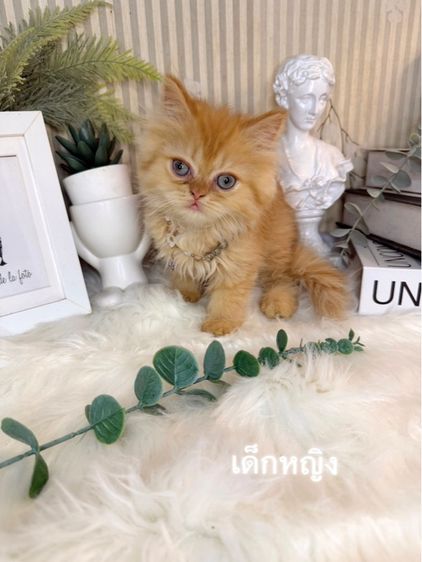 ลูกแมวเปอร์เซีย รูปที่ 2