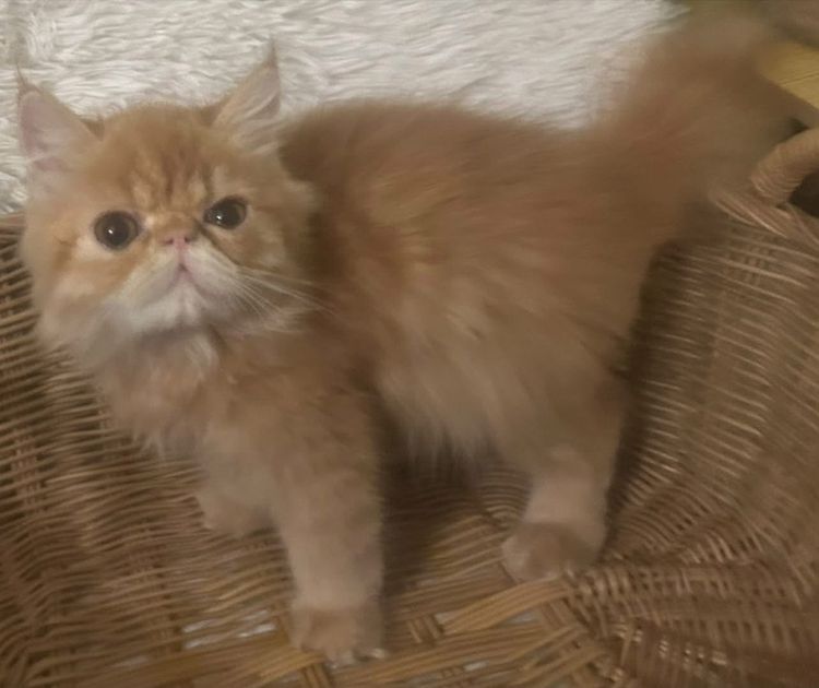 เอ็กโซติก ชอร์ตแฮร์ (Exotic Shorthair) เอ็กโซติกLh