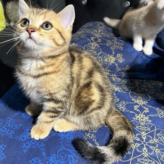 บริติช ชอร์ตแฮร์ (British Shorthair) หาบ้านให้น้องแมว บริติช