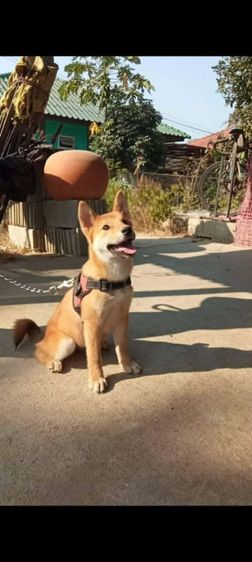 ชิบะ (Shiba Inu) กลาง ชิบะอินุ น่ารัก สายพันแท้100เปอรเซนต์