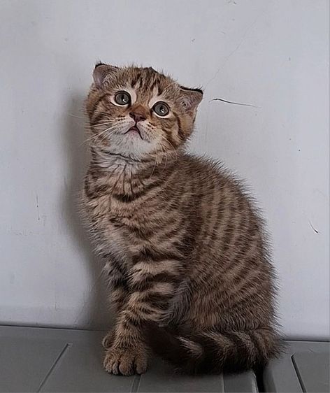 สก็อตติช โฟลด์ (Scottish Fold) ❤️ขายสก๊อตติช โฟลด์ พันธ์แท้ 100%