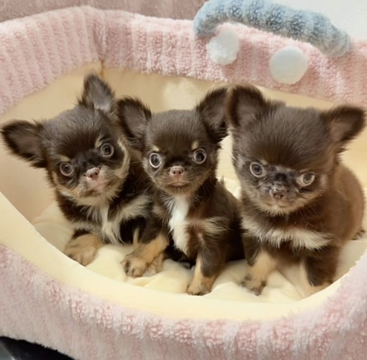 ชิวาวา (Chihuahua) เล็ก ชิวาวา