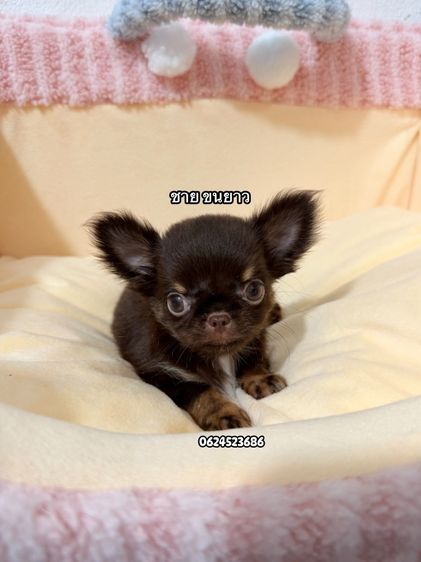 ชิวาวา รูปที่ 2