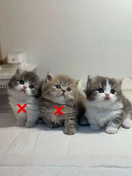 แมวมันซ์กิ้น-บริติช (ขาสั้น)