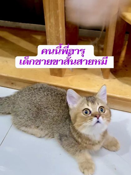 มันช์กิ้น (Munchkin) บริติชขาสั้น มันช์กิ้นชาย แบ่งเลี้ยง