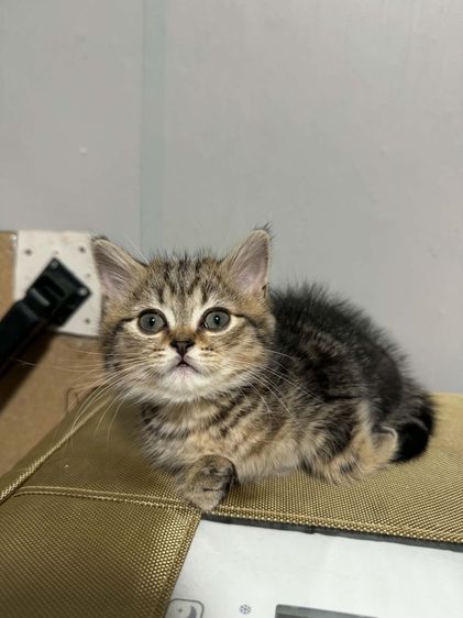 สก็อตติช โฟลด์ (Scottish Fold) หาบ้านให้เด็กๆคร้าบ