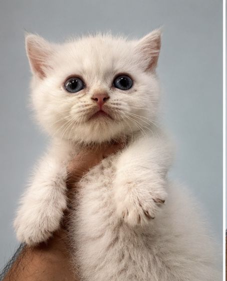บริติช ชอร์ตแฮร์ (British Shorthair) ลูกแมว บริติช