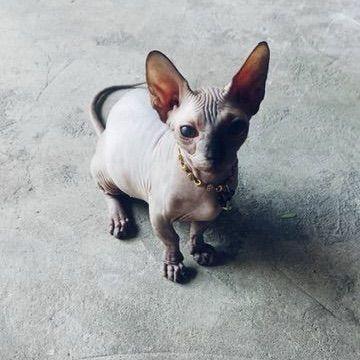 สฟิงซ์ (Sphynx) สฟิงซ์2ตัว