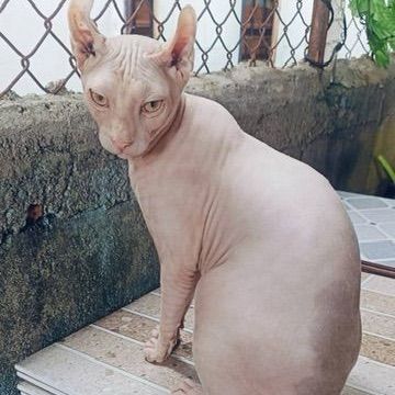 สฟิงซ์ (Sphynx) สฟิงซ์สุดหล่อ