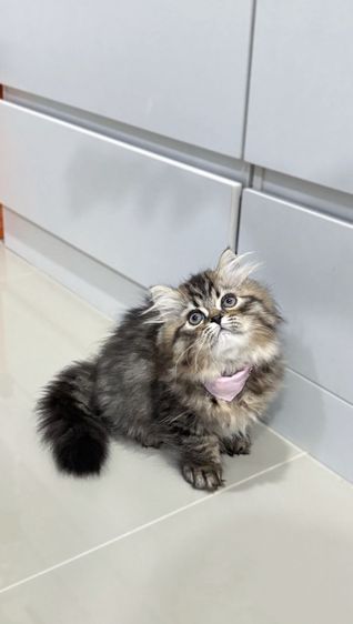 แมวเปอร์เซีย