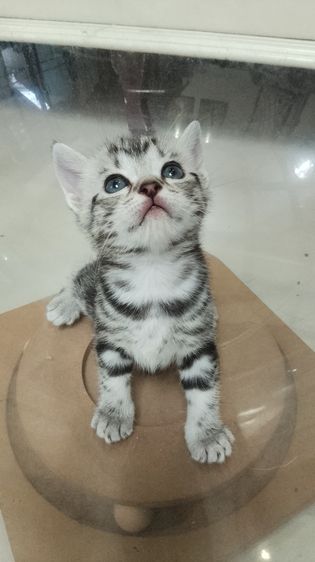 อเมริกัน ชอร์ตแฮร์ (American Shorthair) ลูกแมวอเมริกันช็อตแฮรฺ