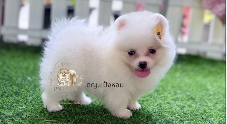 ปอมแท้