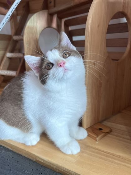 แมวบรีติชมันช์กิ้น(Munchkin)