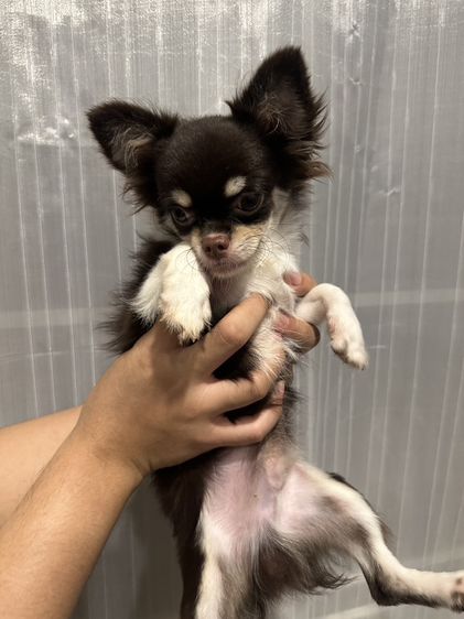 ชิวาวา (Chihuahua) กลาง พ่อพันธุ์ชิวาว่า