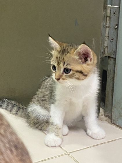 สก็อตติช โฟลด์ (Scottish Fold) น้องแมวสก๊อตติส 1 เดือนกว่ากำลังน่ารัก นนทบุรี ไปส่งได้ถ้าไม่ไกลมาก คนละ 3000 บาทค่ะ มี 3 คน ครีม ช. ขาวครีม 2 คน ช.ทั้ง 2