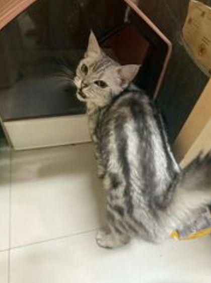 สก็อตติช โฟลด์ (Scottish Fold) น้องแมวสกอตติชโฟลด์หาบ้าน เพศเมีย 