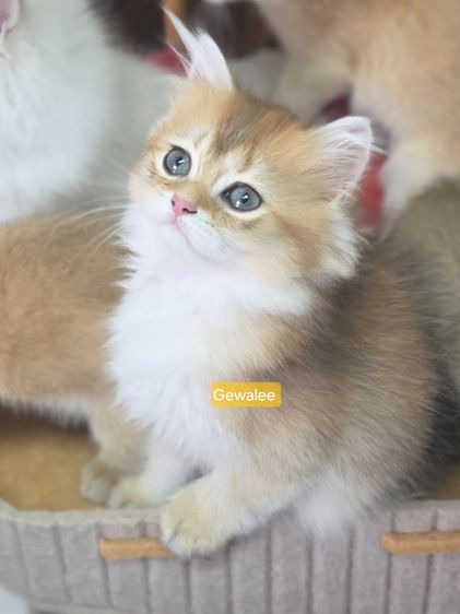 อื่นๆ บริติชลองแฮร์ หญิง รหัสสีny12