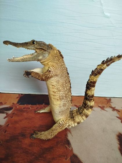 🐊จระเข้แท้สวัสดี เสริมบารมี ดึงดูดลูกค้า รูปที่ 10