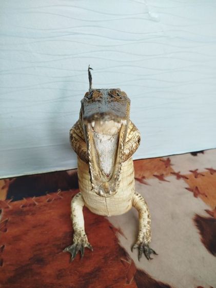 🐊จระเข้แท้สวัสดี เสริมบารมี ดึงดูดลูกค้า รูปที่ 3