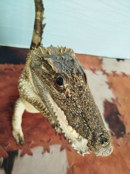 🐊จระเข้แท้สวัสดี เสริมบารมี ดึงดูดลูกค้า รูปที่ 13