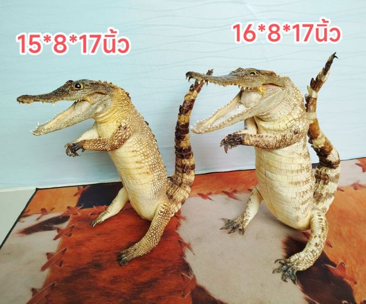 ของตกแต่งบ้านอื่นๆ 🐊จระเข้แท้สวัสดี เสริมบารมี ดึงดูดลูกค้า