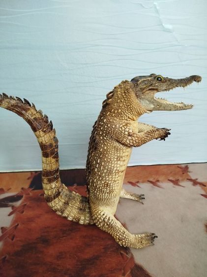 🐊จระเข้แท้สวัสดี เสริมบารมี ดึงดูดลูกค้า รูปที่ 11