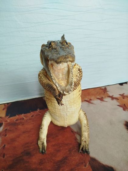 🐊จระเข้แท้สวัสดี เสริมบารมี ดึงดูดลูกค้า รูปที่ 9