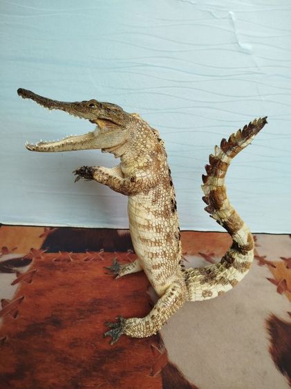 🐊จระเข้แท้สวัสดี เสริมบารมี ดึงดูดลูกค้า รูปที่ 4