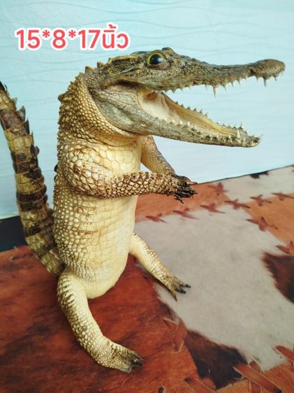 🐊จระเข้แท้สวัสดี เสริมบารมี ดึงดูดลูกค้า รูปที่ 2