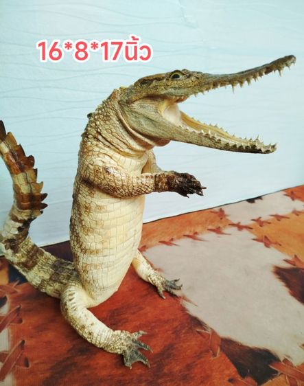 🐊จระเข้แท้สวัสดี เสริมบารมี ดึงดูดลูกค้า รูปที่ 8