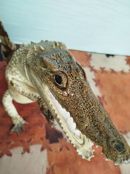 🐊จระเข้แท้สวัสดี เสริมบารมี ดึงดูดลูกค้า รูปที่ 7