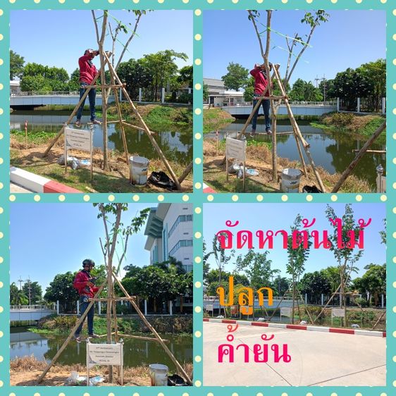 NUTWUN บริการจัดสวน.ตัดแต่งสวน0995468287,0955467798 บริการตัดหญ้าตัดแต่งสวนรับปูหญ้าปูหญ้าเทียมปูหินจัดสวนหิน ดูแลสวนหย่อม ในบ้าน บริษัท โรง รูปที่ 3