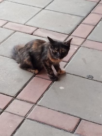หาบ้านให้น้องแมว