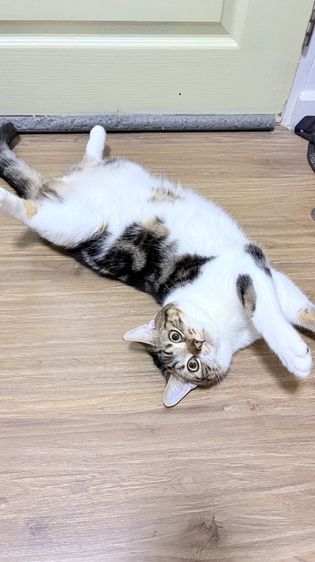 สก็อตติช โฟลด์ (Scottish Fold) แมวพันธ์ุ