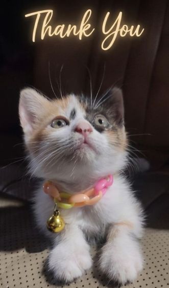 สก็อตติช โฟลด์ (Scottish Fold) แมว