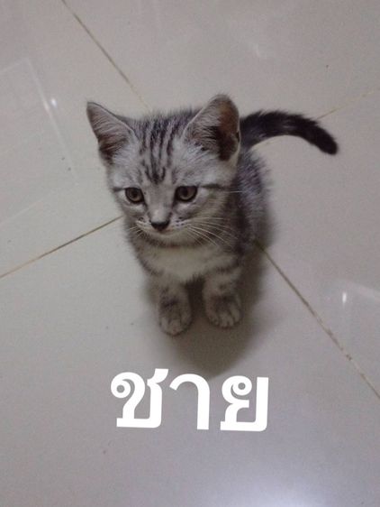 สัตว์เลี้ยง รูปที่ 5