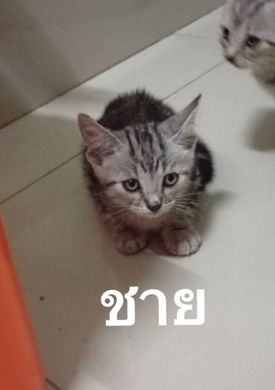 สัตว์เลี้ยง รูปที่ 6