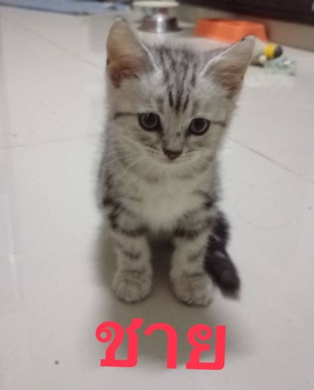 สัตว์เลี้ยง รูปที่ 4