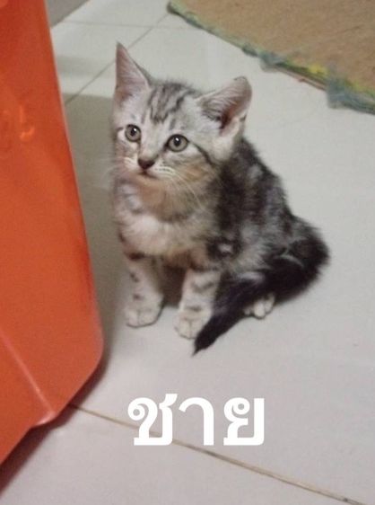 สัตว์เลี้ยง รูปที่ 3