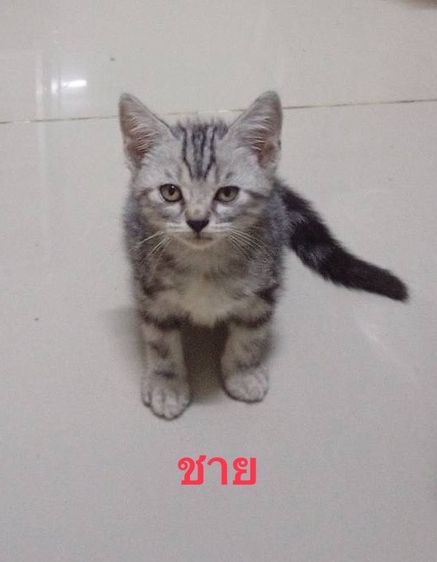 สัตว์เลี้ยง รูปที่ 2