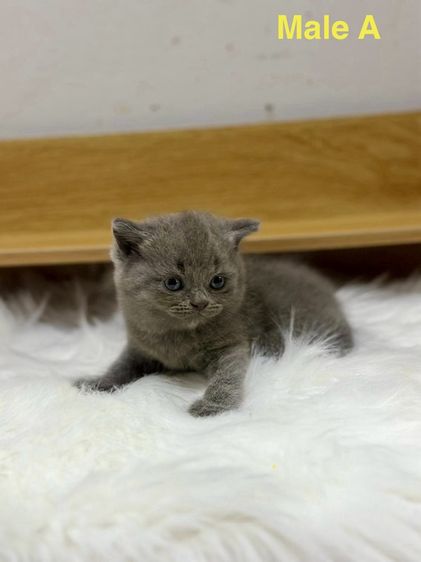 บริติช ชอร์ตแฮร์ (British Shorthair) ลูกแมว