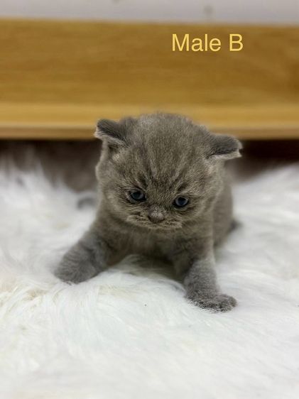 ลูกแมว รูปที่ 4