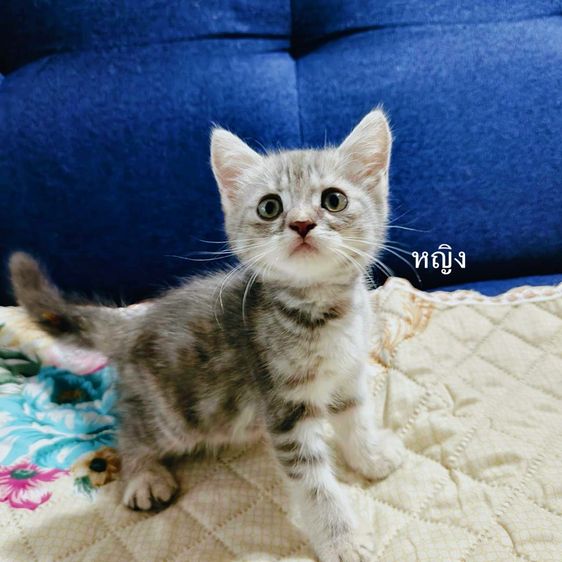 สก็อตติช โฟลด์ (Scottish Fold) ลูกแมวสก๊อตติชโฟลด์