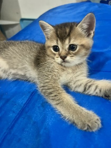 ลูกแมว บริติชชอตแฮร์ สีAY25 กับสีGloden tabby รูปที่ 2