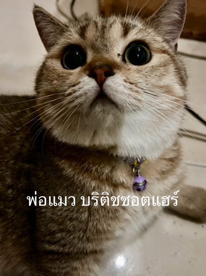 ลูกแมว บริติชชอตแฮร์ สีAY25 กับสีGloden tabby รูปที่ 5